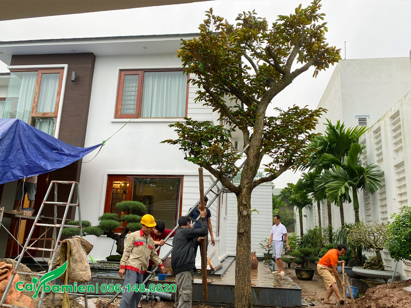 Trồng cây vú sữa công trình đường kính gốc 20cm