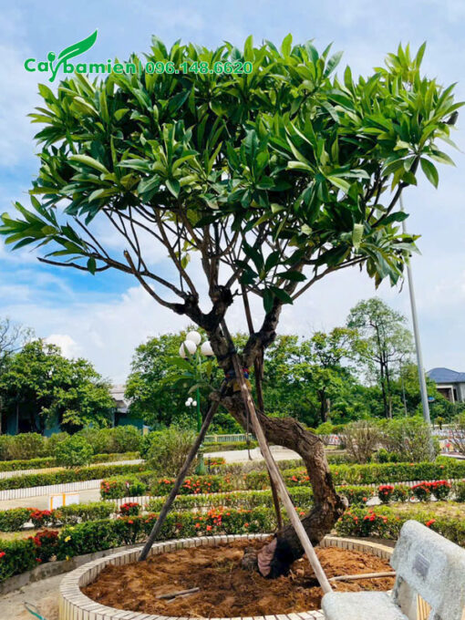 Cây hoa đại mới trồng, được chống cọc chắc chắn