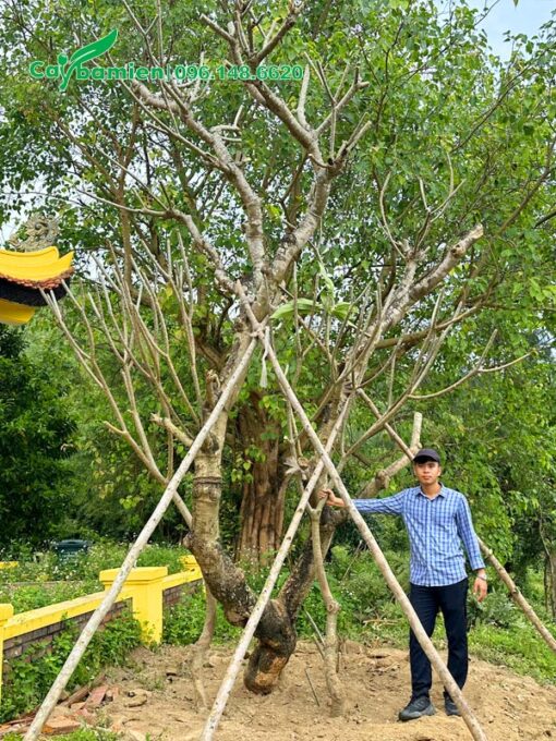 Cây Hoa Đại cổ thụ mới trồng và chống cọc
