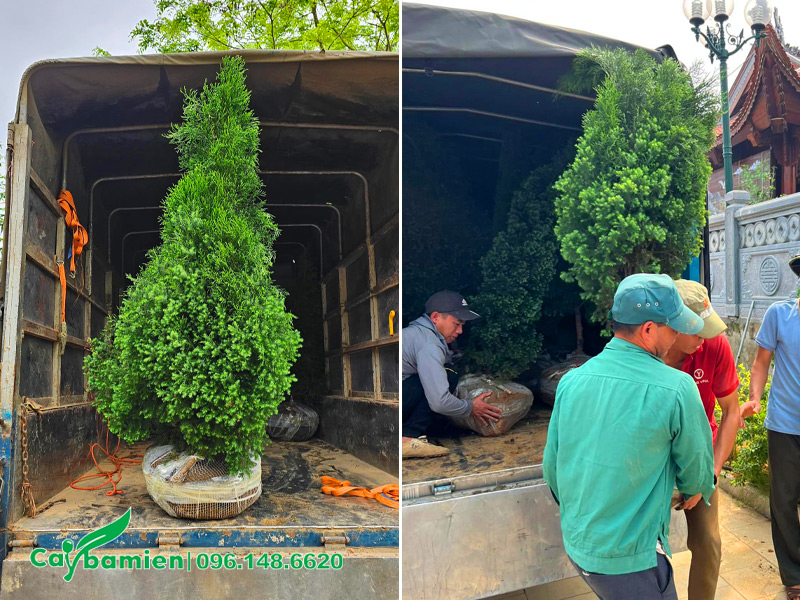 Giao cây và thi công trồng tận nơi cho một ngôi chùa