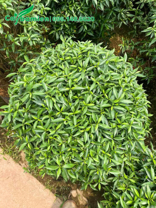 Cây có tán tròn xoe, đường kính 50cm
