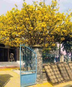 Cây mai hoa vàng