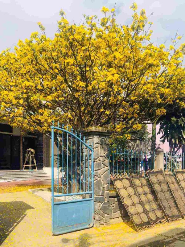 Cây mai hoa vàng