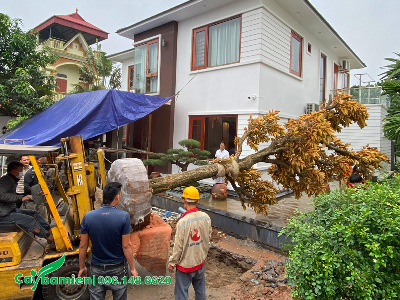 Trồng cây vú sữa công trình lâu năm, đường kính gốc 40cm