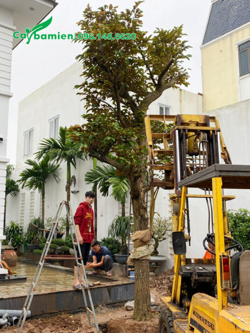 Trồng cây vú sữa trong sân vườn biệt thự