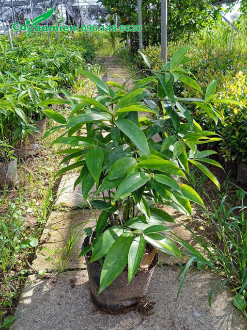 Trúc Nhật cao 50cm, còn nguyên bầu