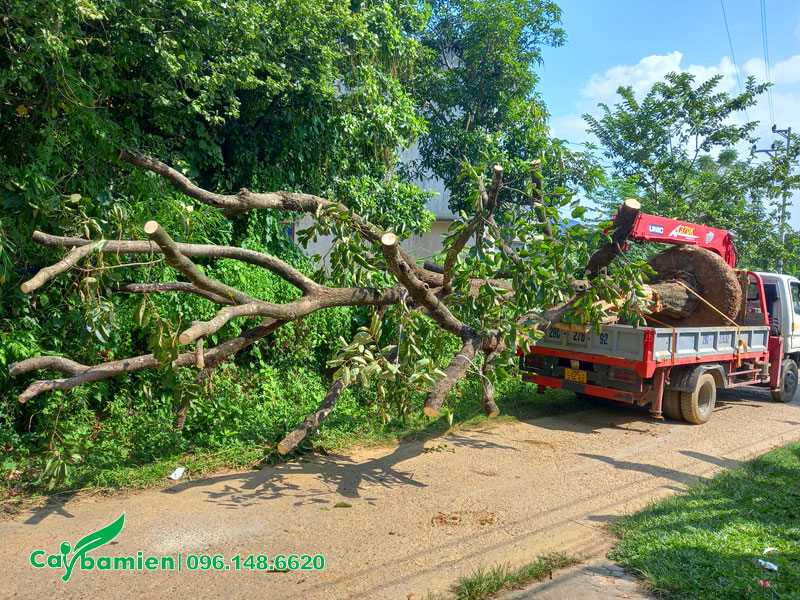 Cây Hồng Ngâm cổ thụ cao 5 - 6m đã cẩu lên xe giao cho khách