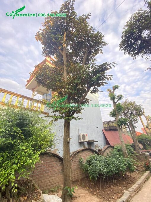 CÂY VÚ SỮA - Ảnh 9