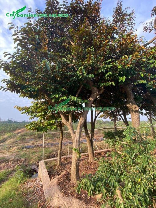 Cây ăn quả vú sữa tại vườn giâm ủ