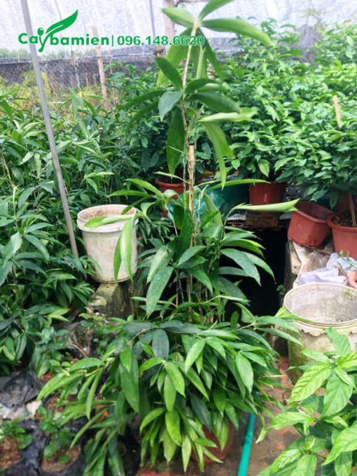 Chậu cây có cắm cọc buộc cho cây vươn thẳng