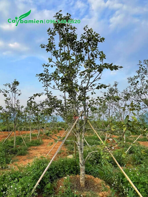 Chống cọc cho vườn cây Hồng Giòn mới trồng