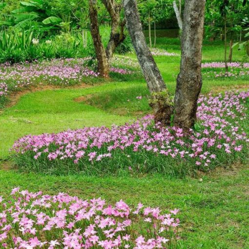 Vườn hoa tóc tiên