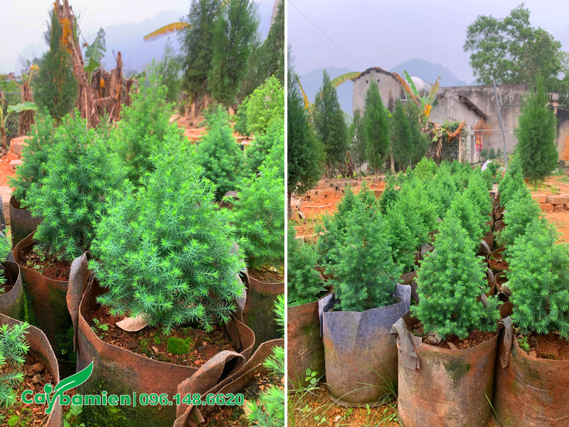 Những cây giống hoàng đàn nguyên bầu cao 30 - 40cm