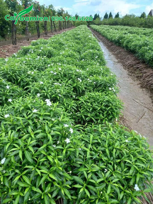 Vườn cây giống Mai Vạn Phúc
