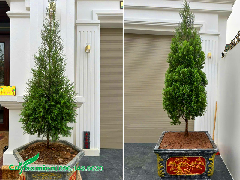Những chậu cây hoàng đàn tuyết Lạng Sơn cao 2m