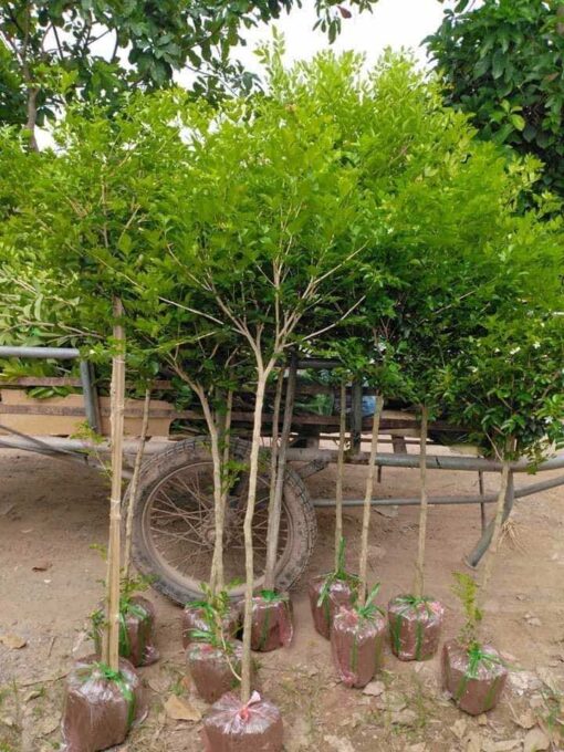 cây nguyệt quế thoát thân 1m cao đẹp tán tròn