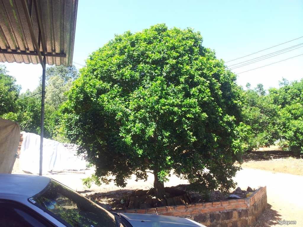 Cây nguyệt quế trồng trước nhà