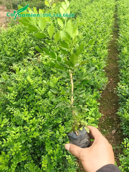 Cây giống giâm cành cao 30cm
