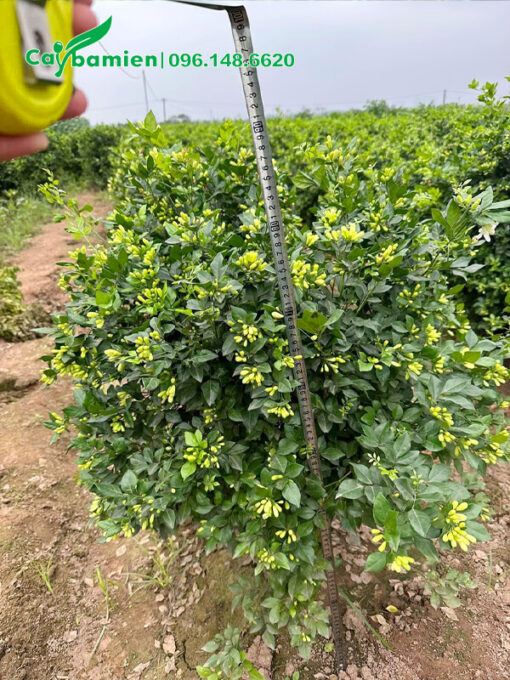 Cây cao 90cm, nụ ra khắp các tán cành