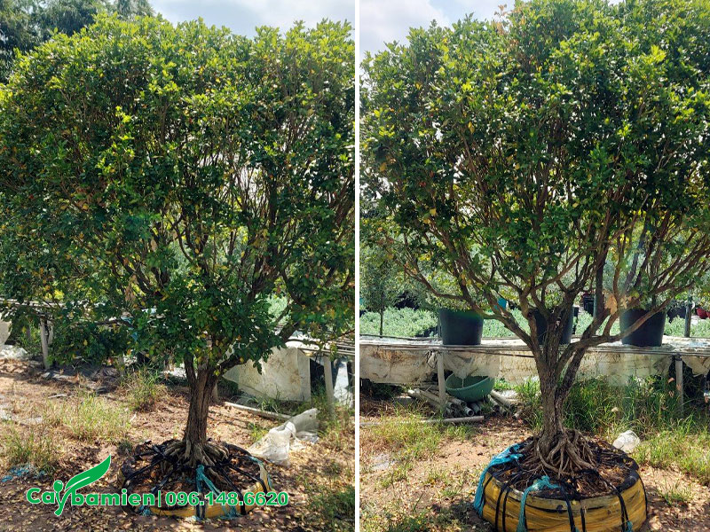 Bứng bầu cây Nguyệt Quế dâm ủ đường kịn gốc 15 - 20cm