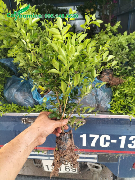Cây giống nguyệt quế cao 25cm đạt điều kiện xuất vườn
