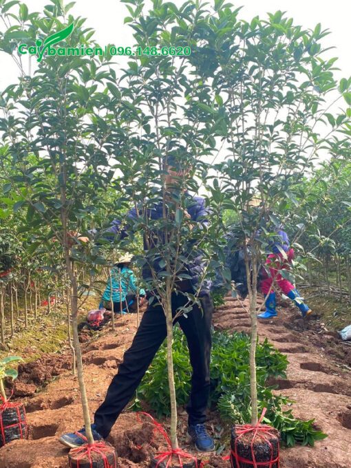 Mộc Hương cao 2m5, hàng đánh thẳng chất lượng