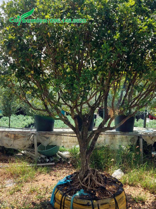 Cây hoa Nguyệt Quế vanh 30cm