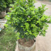 Nguyệt quế nguyên bầu cao 50cm
