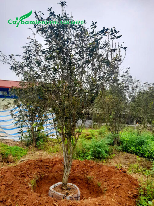 Cây hoa mộc đẹp, hàng đánh thẳng, chiều cao 2 - 3m