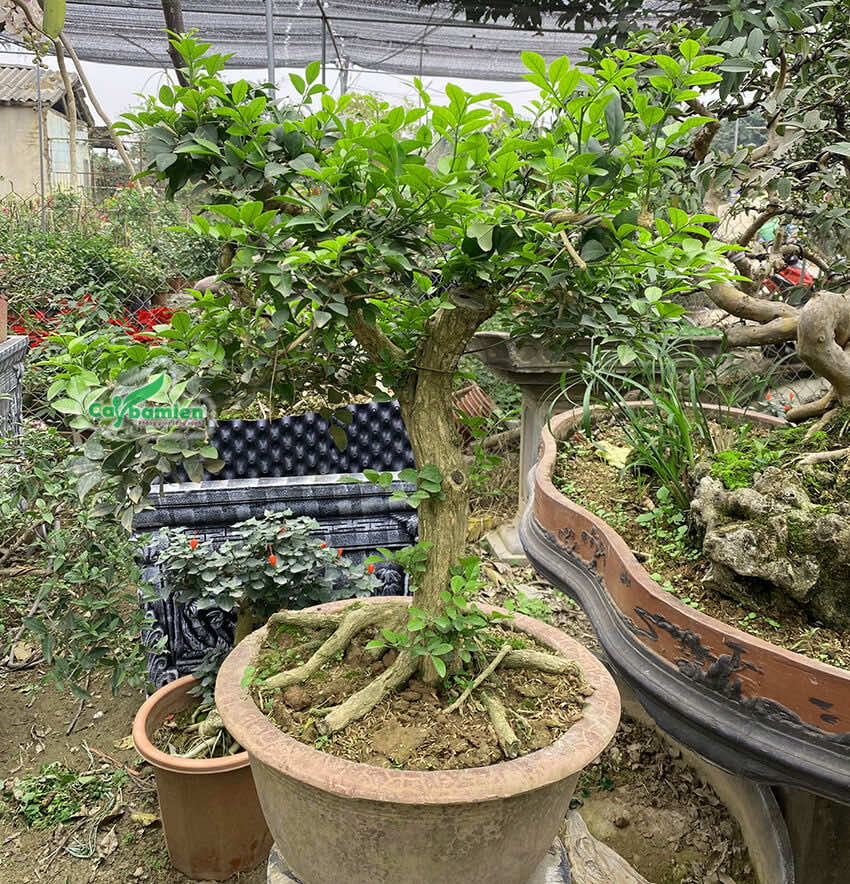 Cây bonsai nguyệt quế trồng lâu năm, tạo dáng uốn đẹp
