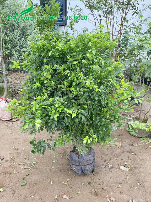 Một cây hoa nguyệt quế đánh thẳng, cao 80cm