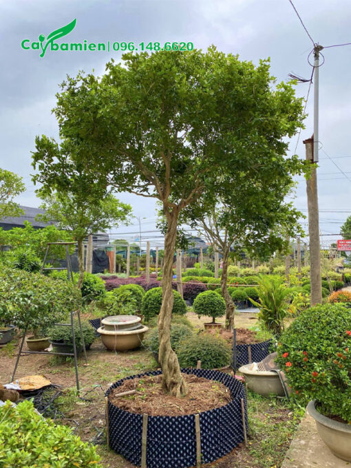 Quây bầu nổi dâm ủ cây Nguyệt Quế cao gần 2m