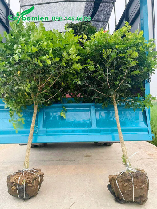 Đưa cây nguyệt quế công trình lên xe tải