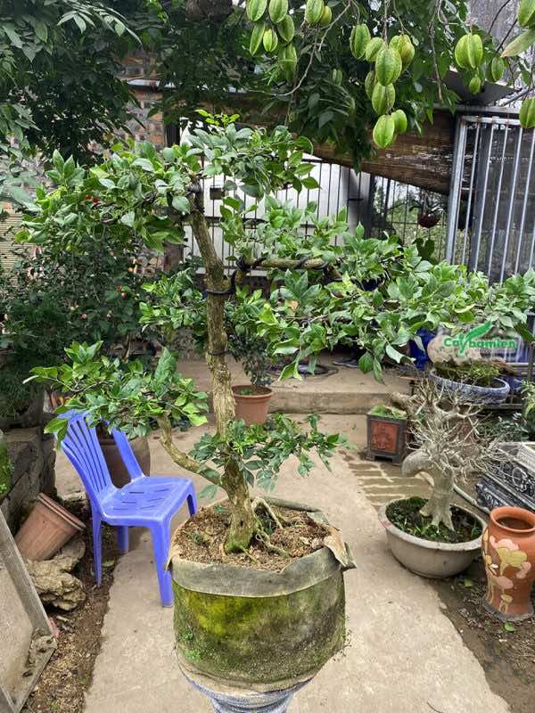 Cây nguyệt quế lá to tạo dáng bonsai đẹp với những đường uốn nghệ thuật