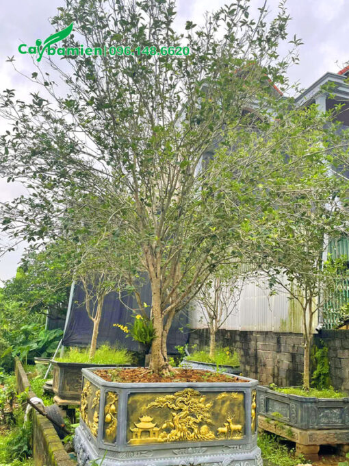 Chậu cây cảnh mộc hương lâu năm cao 3m