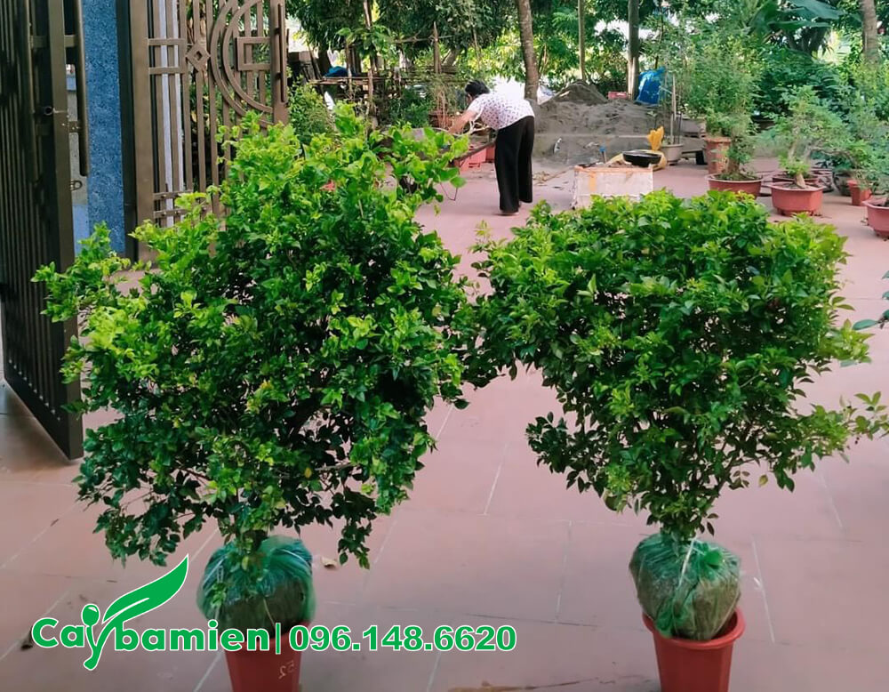 Bán cây Nguyệt Quế lớn, cao 70cm cho khách hàng ở Hà Nội