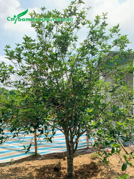 Cây Mộc Hương Ta đường kính gốc 5 - 7cm