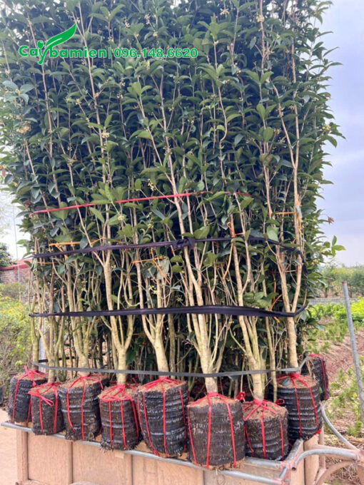 Cây hoa mộc ta cao hơn 2m