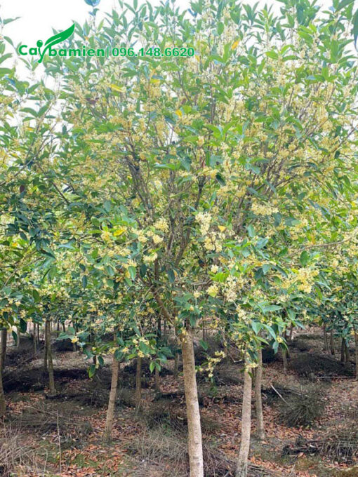Cây mộc hương thân tree, hoa đang nở rộ