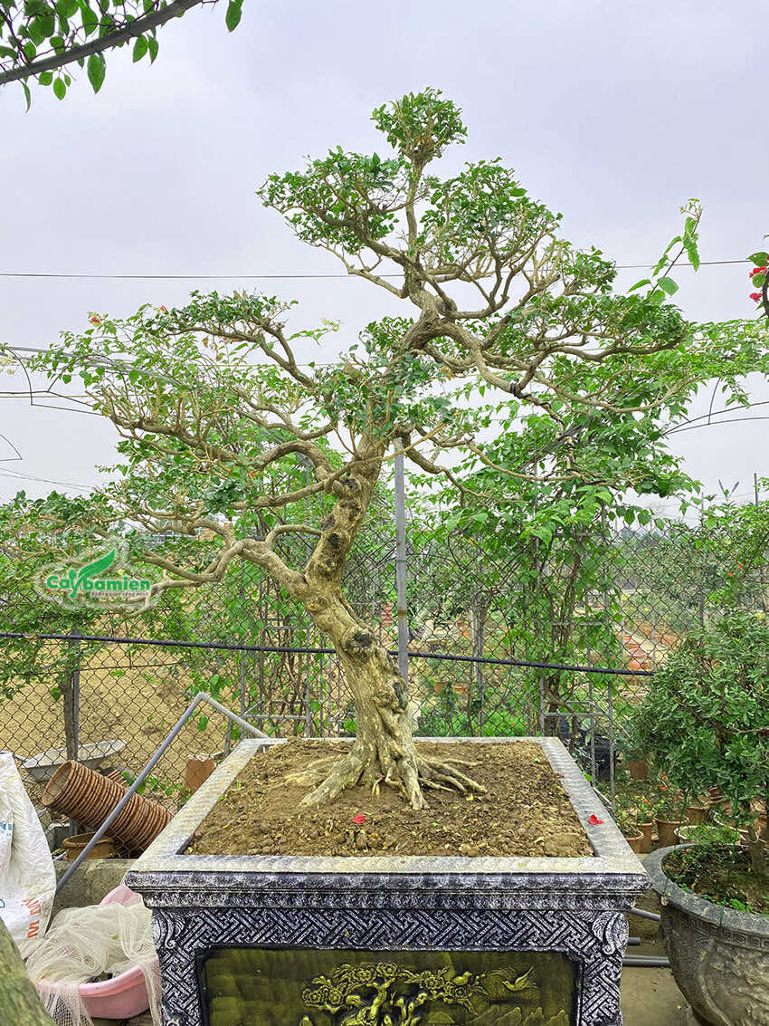 Câu nguyệt quý bonsai trồng trong chậu đá tự nhiên
