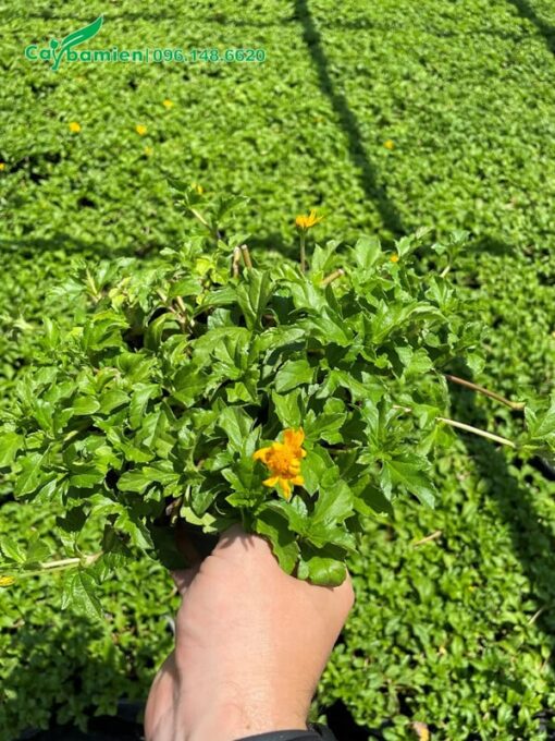 Cúc Xuyến Chi trồng chậu để làm cảnh
