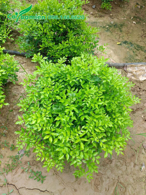 Nguyệt quế nhỏ, đường kính tán 50cm