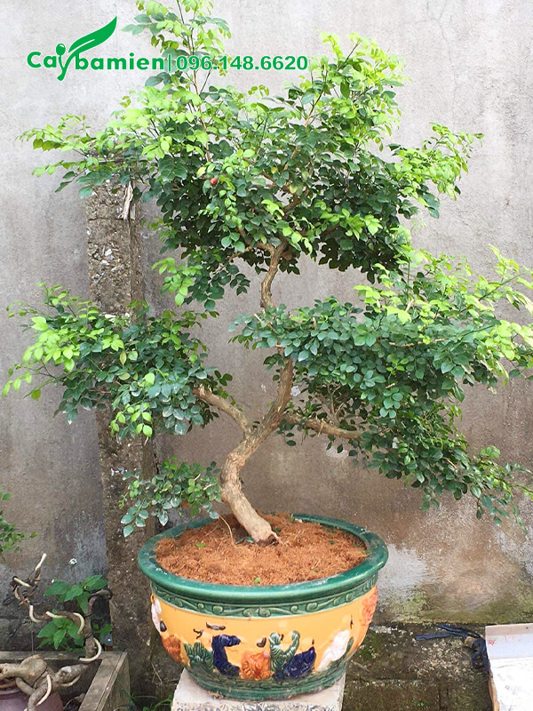 Uốn cây Nguyệt Quế bonsai