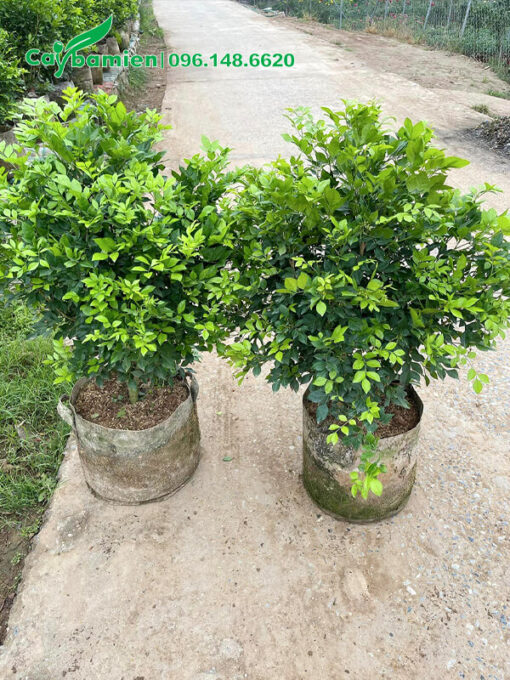 Hai chậu Nguyệt Quế nguyên bầu, tán đều và đẹp