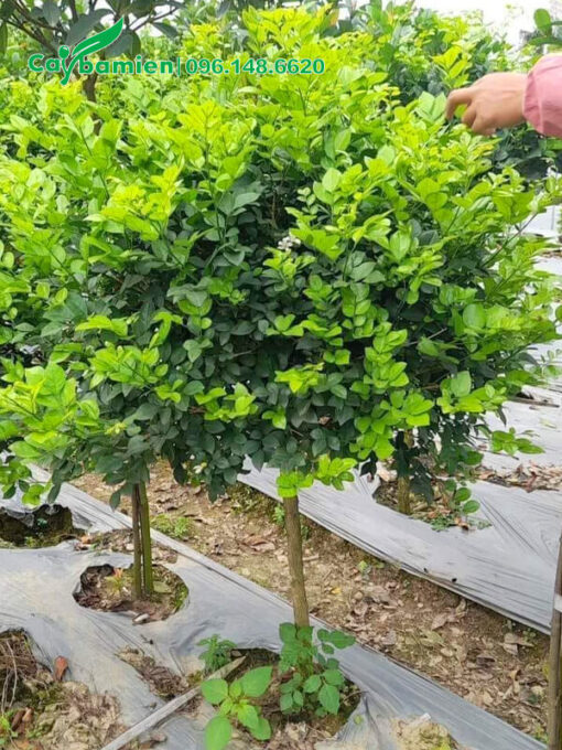 Cây trưởng thành cao 1m, tán tỉa tròn, thân cao thẳng