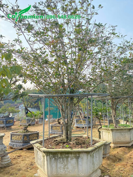 Chậu mộc hương lâu năm, đk 10cm, giá tốt
