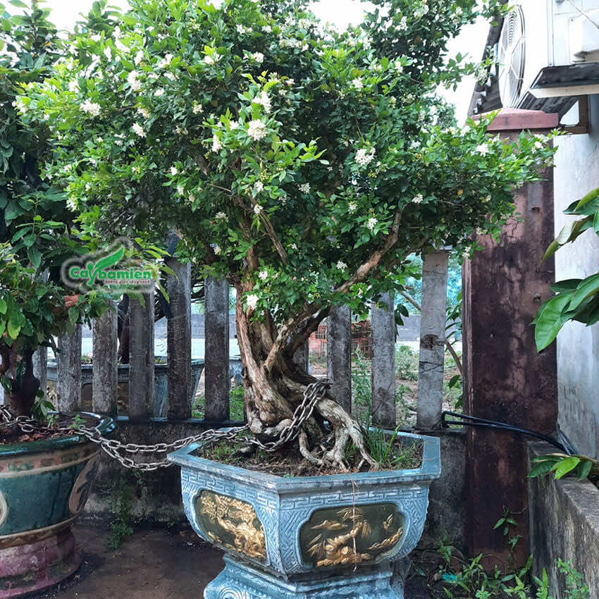 Chậu cây nguyệt quế bonsai giá trị hàng trăm triệu