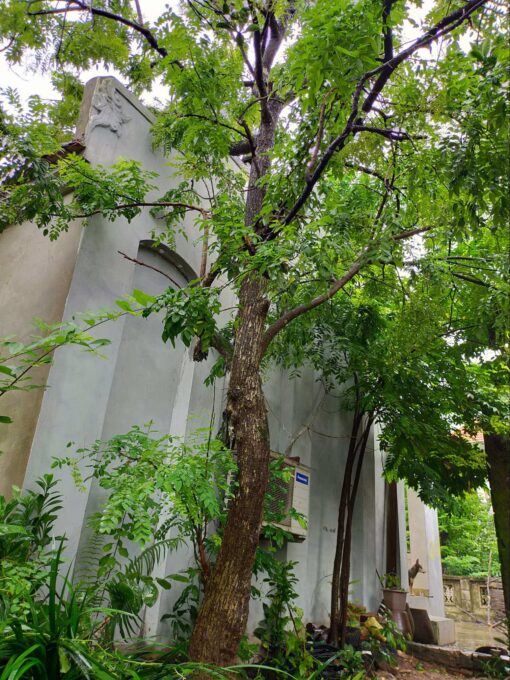cây hòe dáng đẹp