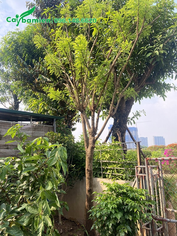 Cây trưởng thàng cao 4m, mới trồng trước cổng nhà