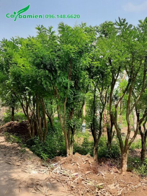 Hàng cây hoa hòe công trình cao 4 - 5m